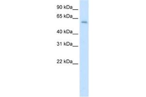 Western Blotting (WB) image for anti-Apoptosis Antagonizing Transcription Factor (AATF) antibody (ABIN2461824) (AATF antibody)