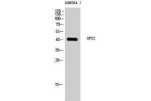 Western Blotting (WB) image for anti-G Protein Pathway Suppressor 2 (GPS2) (N-Term) antibody (ABIN3184920) (GPS2 antibody  (N-Term))
