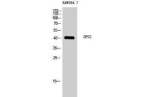 Western Blotting (WB) image for anti-G Protein Pathway Suppressor 2 (GPS2) (N-Term) antibody (ABIN3184920)