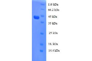 SDS-PAGE (SDS) image for Regenerating Islet-Derived 3 alpha (REG3A) (AA 27-175) protein (GST tag) (ABIN5710234) (REG3A Protein (AA 27-175) (GST tag))