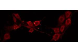 ABIN6272389 staining HuvEc by IF/ICC. (OLFML2B antibody  (Internal Region))