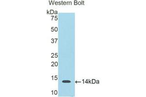 Western blot analysis of the recombinant protein. (S100B antibody  (AA 1-92))