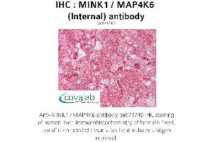 Image no. 1 for anti-Misshapen-Like Kinase 1 (MINK1) (Internal Region) antibody (ABIN1736951) (MAP4K6 antibody  (Internal Region))