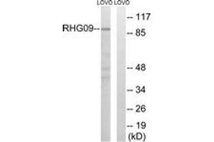 Western Blotting (WB) image for anti-rho GTPase Activating Protein 9 (ARHGAP9) (AA 220-269) antibody (ABIN2890586) (ARHGAP9 antibody  (AA 220-269))