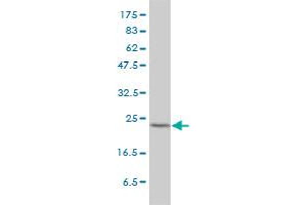 MAD2L1 antibody  (AA 1-205)