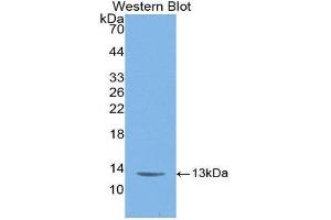 Western Blotting (WB) image for anti-C-Fos Induced Growth Factor (Vascular Endothelial Growth Factor D) (Figf) (AA 93-201) antibody (Biotin) (ABIN1172447) (VEGFD antibody  (AA 93-201) (Biotin))