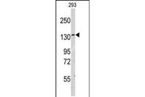 Western blot analysis of anti-LARS Antibody in 293 cell line lysates (35ug/lane) (LARS antibody  (C-Term))