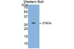 Western Blotting (WB) image for anti-KIT Ligand (KITLG) (AA 27-259) antibody (ABIN3209265) (KIT Ligand antibody  (AA 27-259))