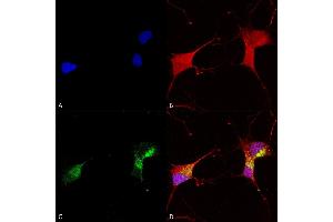 Immunocytochemistry/Immunofluorescence analysis using Mouse Anti-KCNQ1 Monoclonal Antibody, Clone N37A/10 (ABIN2483166). (KCNQ1 antibody  (AA 2-101) (FITC))