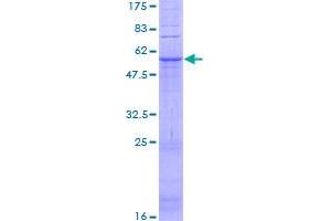 Image no. 1 for G Protein-Coupled Receptor 31 (GPR31) (AA 1-319) protein (GST tag) (ABIN1355613) (GPR31 Protein (AA 1-319) (GST tag))