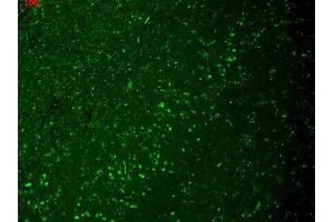 Immunohistochemistry analysis using Mouse Anti-HCN4 Monoclonal Antibody, Clone S114-10 . (HCN4 antibody  (AA 1019-1198) (APC))