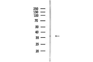 Western blot analysis of lysates from Mouse liver, using OR1G1 Antibody at 1/1000 dilution.