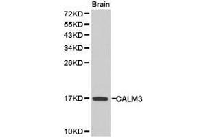 Western Blotting (WB) image for anti-Calmodulin 3 (Phosphorylase Kinase, Delta) (CALM3) antibody (ABIN1871403)