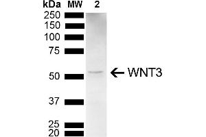 Western blot analysis of Mouse Brain showing detection of 39. (WNT3 antibody  (AA 280-330) (Alkaline Phosphatase (AP)))