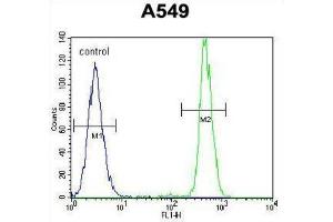 Flow Cytometry (FACS) image for anti-Hematological and Neurological Expressed 1 (HN1) antibody (ABIN2998247) (HN1 antibody)
