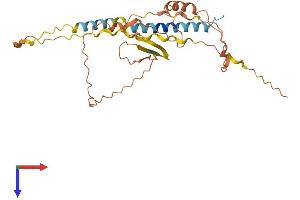 AlphaFold protein structure predicition of Human Recombinant ARIH2OS Protein, UniprotID Q8N7S6 (ARIH2OS Protein (AA 1-290) (His tag))