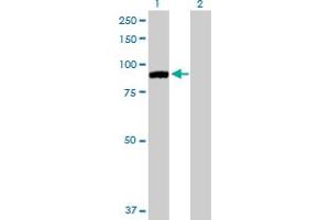 Western Blot analysis of MARK2 expression in transfected 293T cell line by MARK2 MaxPab polyclonal antibody. (MARK2 antibody  (AA 1-755))