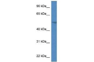 Western Blot showing Smpdl3a antibody used at a concentration of 1. (SMPDL3A antibody  (N-Term))