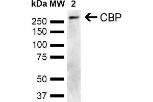Western blot analysis of Human Cervical cancer cell line (HeLa) lysate showing detection of ~265. (CBP antibody  (AA 2100-2200))