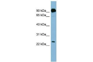 PRRG1 antibody used at 1 ug/ml to detect target protein.