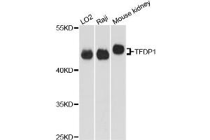 Western blot analysis of extracts of various cell lines, using TFDP1 antibody (ABIN5973148) at 1:3000 dilution. (DP1 antibody)