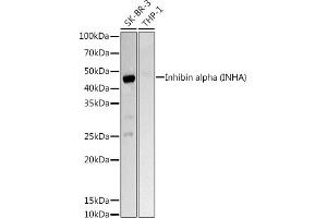 Western blot analysis of extracts of various cell lines, using Inhibin alpha (INHA) Rabbit pAb antibody (ABIN6128093, ABIN6142457, ABIN6142458 and ABIN6218833) at 1:1000 dilution.