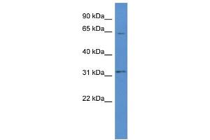 WB Suggested Anti-OR2W1 AntibodyTitration: 1. (OR2W1 antibody  (C-Term))