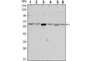 Western blot analysis using STK11 mouse mAb against NIH/3T3 (1),Raw246. (LKB1 antibody)