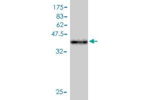 TAX1BP3 antibody  (AA 1-124)