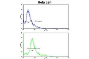 Flow Cytometry (FACS) image for anti-3-Hydroxy-3-Methylglutaryl-CoA Synthase 1 (Soluble) (HMGCS1) antibody (ABIN3002732) (HMGCS1 antibody)