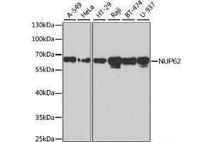 Western blot analysis of extracts of various cell lines using NUP62 Polyclonal Antibody at dilution of 1:1000. (NUP62 antibody)