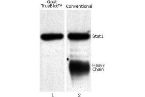 Goat TrueBlot® IP / Western Blot: Jurkat cell lysate (0. (Goat TrueBlot® Anti-Goat IgG HRP )