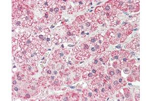 Anti-PLOD2 antibody IHC staining of human adrenal. (PLOD2 antibody  (AA 467-516))
