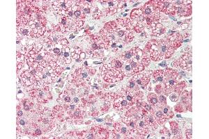 Anti-PLOD2 antibody IHC staining of human adrenal. (PLOD2 antibody  (AA 467-516))