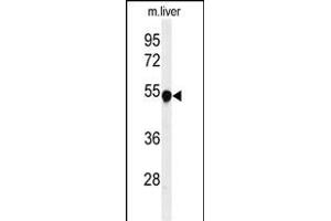 Western blot analysis of H Antibody (Center) (ABIN651111 and ABIN2840077) in mouse liver tissue lysates (35 μg/lane). (Phenylalanine Hydroxylase antibody  (AA 132-161))