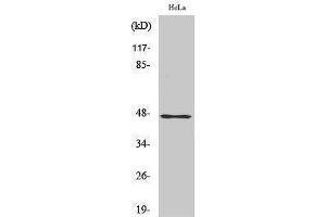 Western Blotting (WB) image for anti-Zinc Finger Protein 174 (ZNF174) (Internal Region) antibody (ABIN3183455) (ZNF174 antibody  (Internal Region))