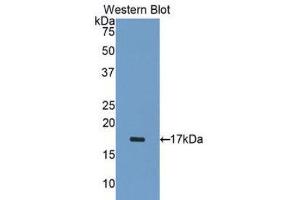 Western Blotting (WB) image for anti-ADAM Metallopeptidase with Thrombospondin Type 1 Motif, 1 (ADAMTS1) (AA 476-614) antibody (ABIN1077723) (ADAMTS1 antibody  (AA 476-614))