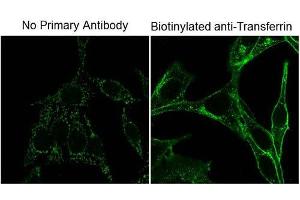 Immunofluorescence Microscopy of Mouse Anti-Biotin antibody. (Biotin antibody)