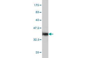 Western Blotting (WB) image for anti-ISL LIM Homeobox 1 (ISL1) (AA 63-159) antibody (ABIN561533)