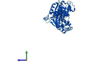 Protein Structure (PS) image for Ectonucleoside Triphosphate diphosphohydrolase 8 (ENTPD8) (AA 1-495) protein (His tag) (ABIN7553787)