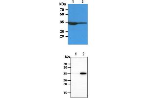The Cell lysates (40ug) were resolved by SDS-PAGE, transferred to PVDF membrane and probed with anti-human TP53I3 antibody (1:3000). (TP53I3 antibody)