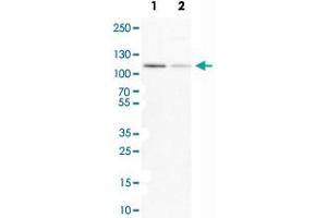 Western Blot analysis of Lane 1: NIH-3T3 cell lysate (mouse embryonic fibroblast cells) and Lane 2: NBT-II cell lysate (Wistar rat bladder tumor cells) with MCM3 polyclonal antibody .