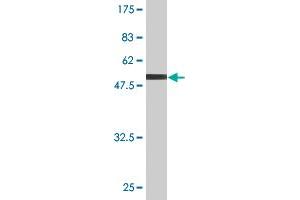 Western Blot detection against Immunogen (48. (Claudin 19 antibody  (AA 1-211))