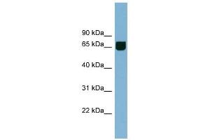 RIC8B antibody used at 1 ug/ml to detect target protein. (RIC8B antibody)