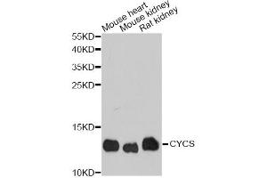 Western blot analysis of extracts of various cell lines, using CYCS antibody (ABIN1872147) at 1:1000 dilution. (Cytochrome C antibody)