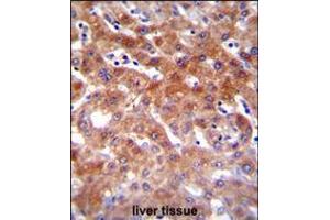 CYP1A2 Antibody immunohistochemistry analysis in formalin fixed and paraffin embedded human liver tissue followed by peroxidase conjugation of the secondary antibody and DAB staining.