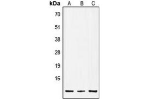Western blot analysis of Insulin expression in A549 (A), Raw264.