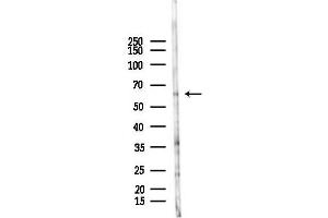 Western blot analysis of lysates from HUVEC cells(LPS 4h treatment), using ERVK-18 Antibody at 1/1000 dilution. (ERVK-18 antibody)