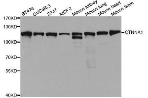 Western blot analysis of extracts of various cell lines, using CTNNA1 antibody. (CTNNA1 antibody  (AA 637-906))