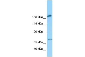 WB Suggested Anti-Megf6 Antibody Titration: 1. (MEGF6 antibody  (Middle Region))